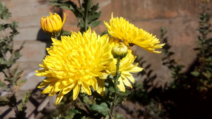 Some flowers are often used for rituals and therapy
