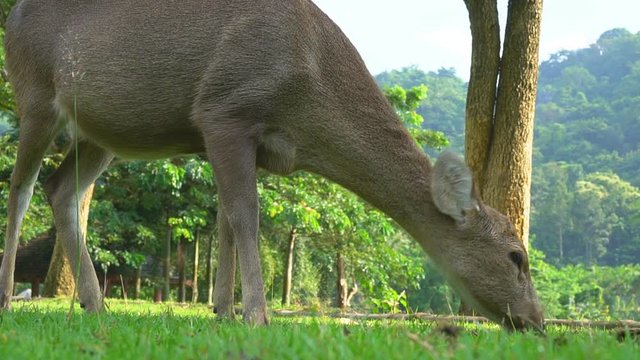A deer that is stalking on the grass
