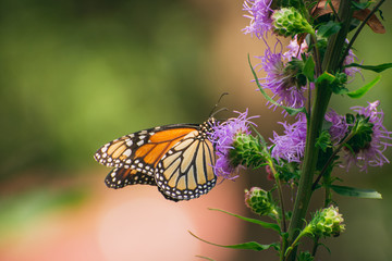 Monarch butterfly, Danaus plexippus, on liatris flower 