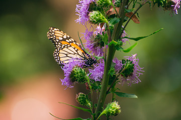 Monarch butterfly, Danaus plexippus, on liatris flower 