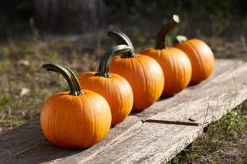 Beautiful orange pumpkins in a row at sunset