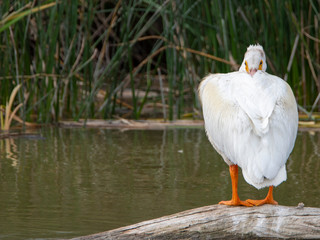 White Pelican in Bear River Bird Refuge in river Utah