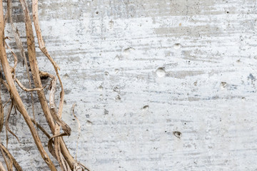 Horizontal photo of a concrete white wall and a dry climbing plant