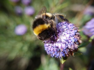 Giant bee waving a flower