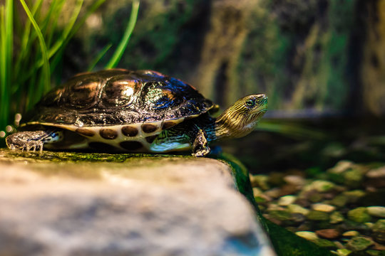 A northern map turtle rests on a rock