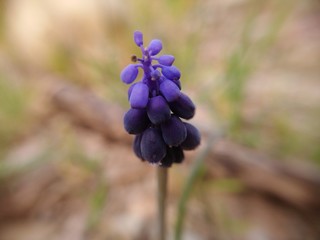 Detail of blue cluster flower