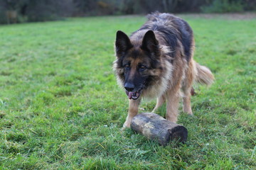 German shepherd in action with log