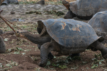 Charles Darwin Research Station Tortoises