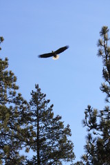 flying solo