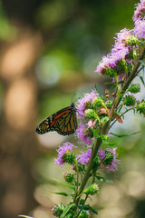 Monarch butterfly, Danaus plexippus, on liatris flower 
