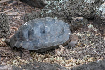 Charles Darwin Research Station Tortoises