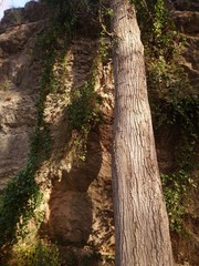 Ivy on the rock and pine