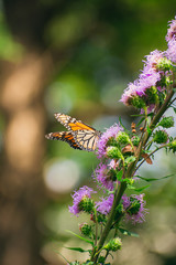 Monarch butterfly, Danaus plexippus, on liatris flower 