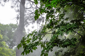 Chestnut tree in the park, chestnut tree in rain.