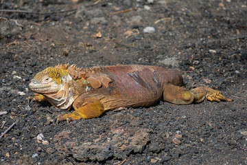 Galapagos Land Iguana