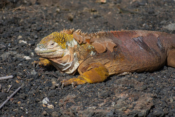 Galapagos Land Iguana