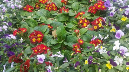 Closeup view of colorful flowers with green leaves in the background