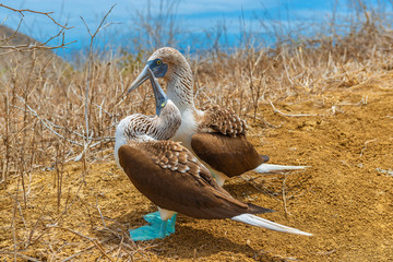 Blue footed boobies (Sula nebouxii) during their mating dance on Espanola Island, Galapagos Islands...