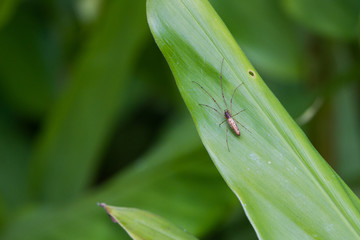insecto pequeño en hoja