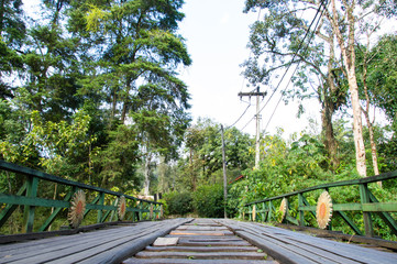 Fototapeta na wymiar a small bridge in the middle of the vegetation