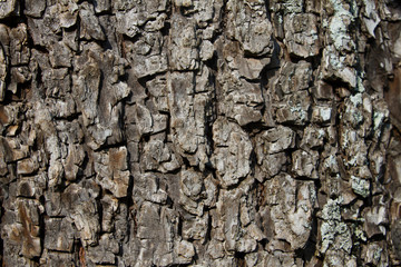textura de arbol de pino