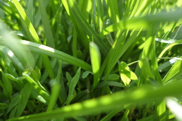 GRASS PICTURES