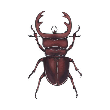 beetle deer. Hand drawn insect illustration, detailed art. Isolated bug on white background.