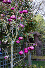 Fototapeta na wymiar Beautiful Magnolia trees with huge pink flowers blooming at the beginning of spring in Canterbury, New Zealand