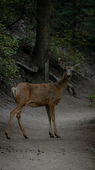 deer in the forest
