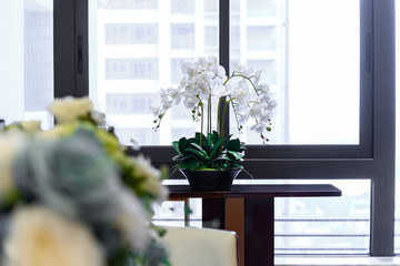 white artificial orchid on a table near a glass window