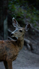 deer in the forest