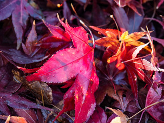 A group of Red maple leaves fallen on the group during Autumn in Japan