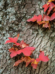 Red autumn leaves on vine during Autumn in Japan