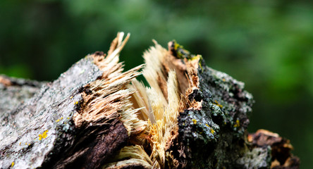 Split in a tree