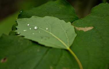 green leaf with water drops