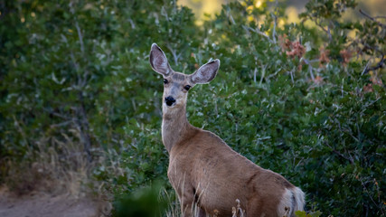deer in the forest