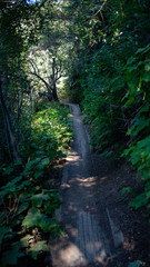 Fototapeta na wymiar Path way in the forest