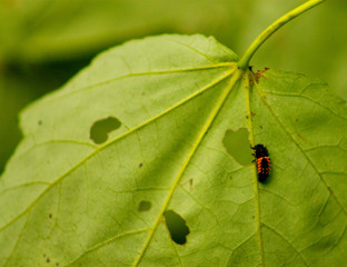 bug on leaf