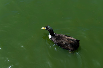 Pato negro nadando en un lago.