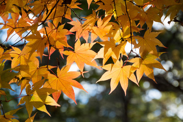黄色く色づいたカエデの葉