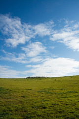 Fototapeta premium 緑の草原と青空