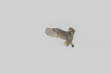 Burrowing owl (Athene cunicularia) in flight looking to the left of the picture, against a white sky on an on overcast day.