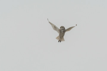 Burrowing owl (Athene cunicularia) in flight looking to the left of the picture, against a white sky on an on overcast day.