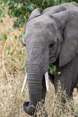 Fototapeta na wymiar Close-up of an elephant in the Tarangire National Park