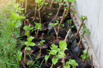 Cultivation of seedlings in black plastic bags to be planted.