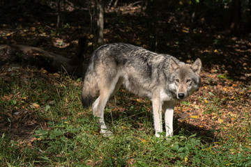 Naklejka na ściany i meble Gray wolf standing in a clearing with Fall leaves on the ground.