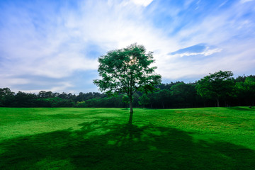 緑の芝生に立つ一本の木