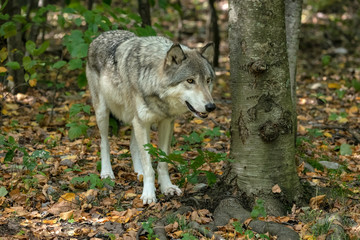 Gray wolf standing next to a tree in a wooded area with fall leaves on the ground.