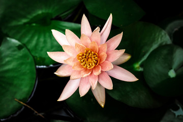 Fototapeta premium lotus flower or water lily flowering in a pond