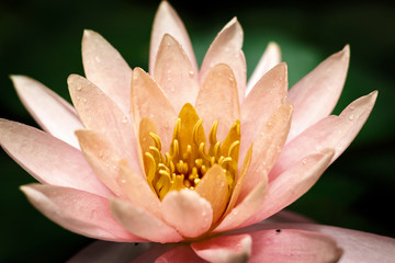 lotus flower or water lily flowering in a pond